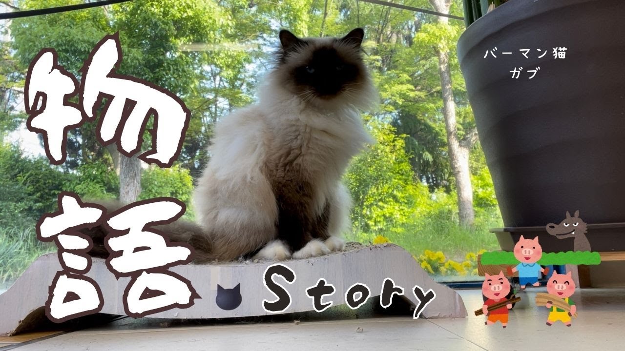 バーマン猫ガブとミカとラフとウリ【物語】Story（バーマン猫）Birman/Cat