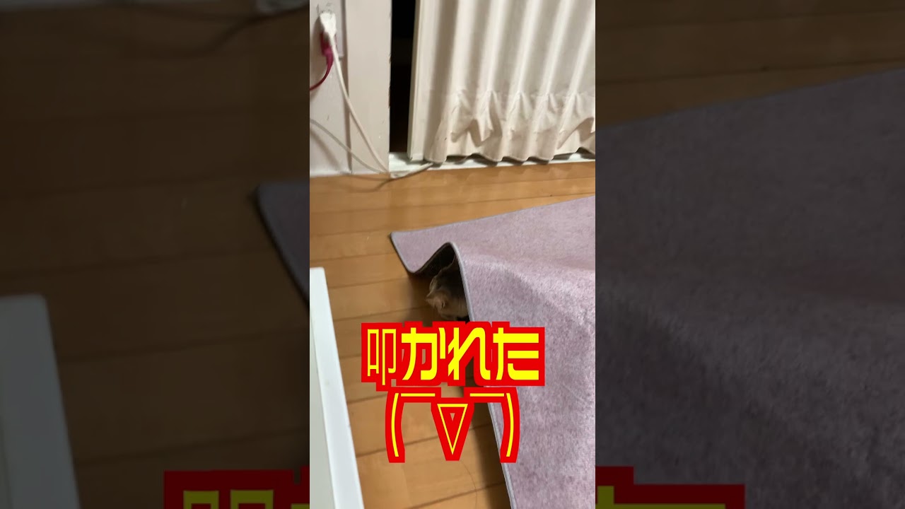 小猫のかくれんぼ