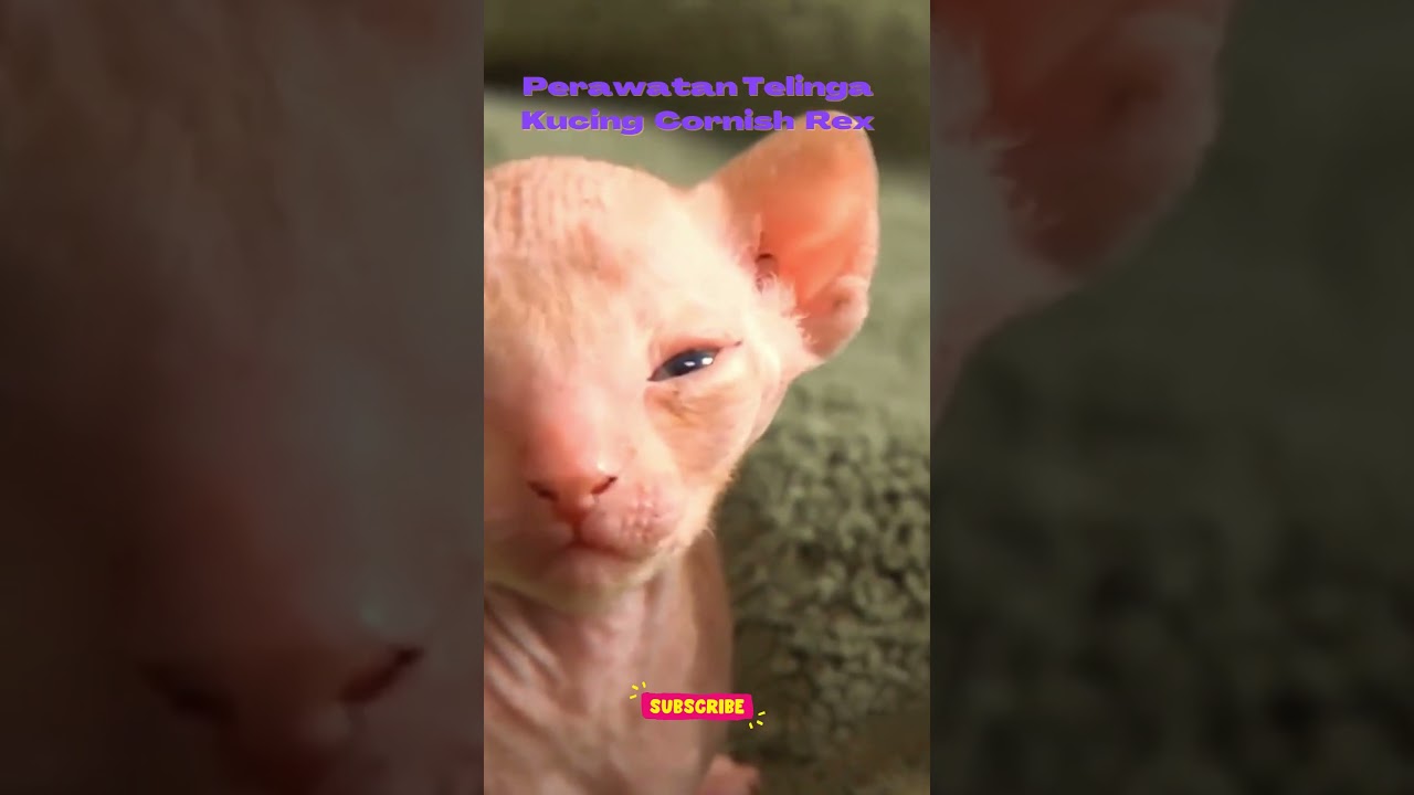 Perawatan Telinga Kucing Cornish Rex#shorts #shortsfound #shortsvideo