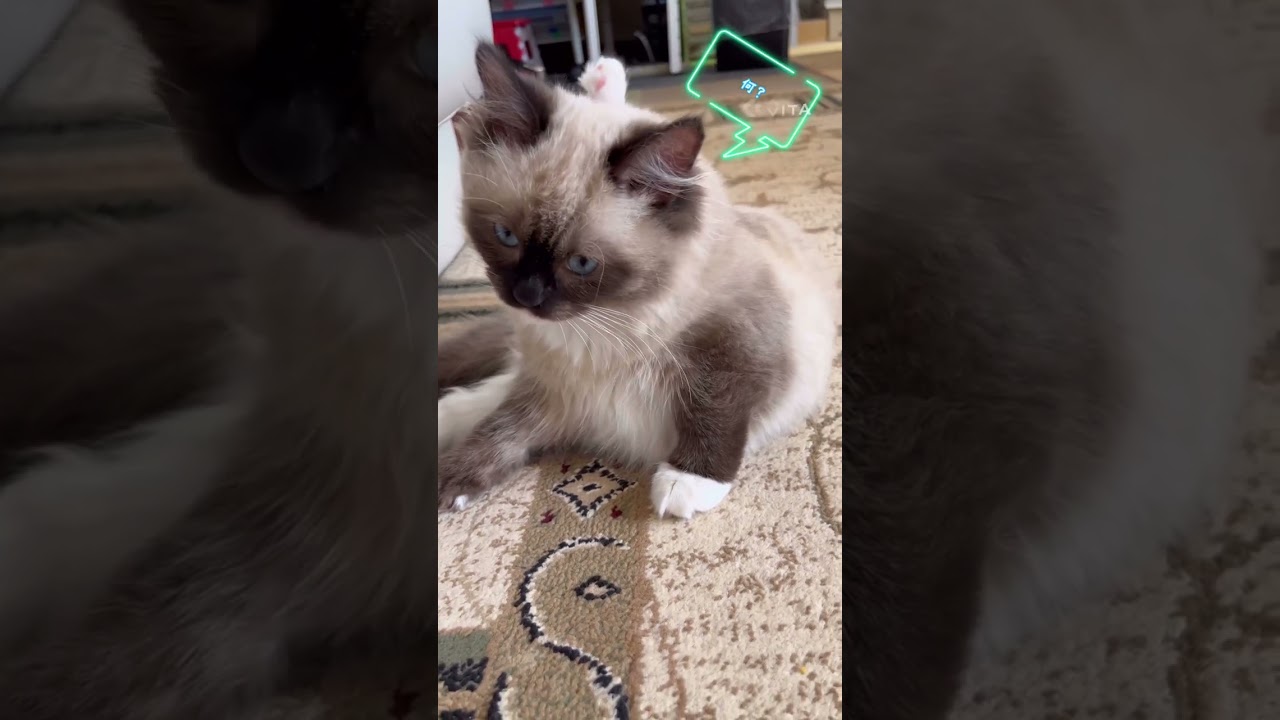 ラグドール　長毛種の毛づくろい