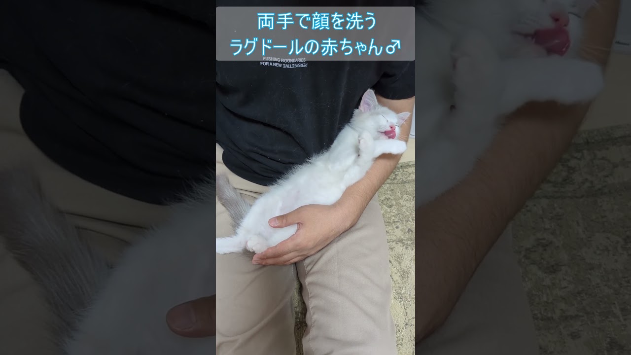 両手で顔を洗うラグドールの赤ちゃん♂