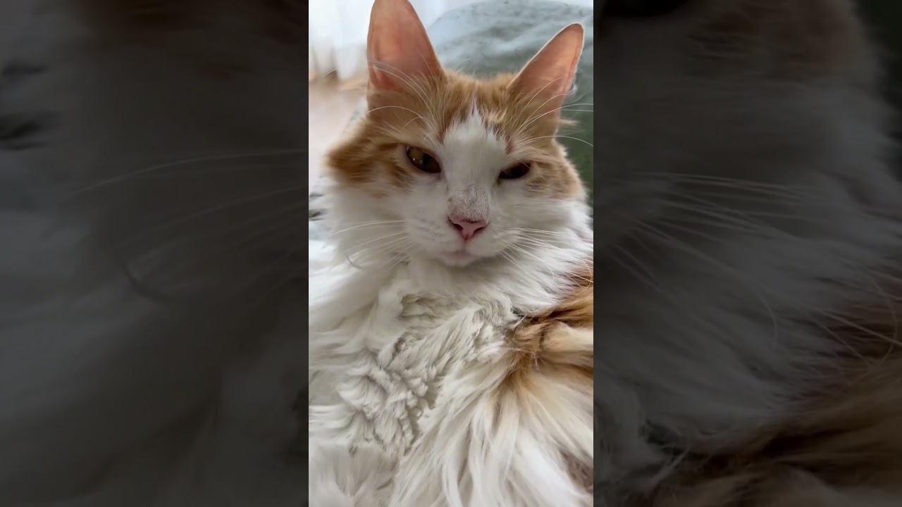 いつもと顔が違う猫#shorts 【マリー（メインクーン）】