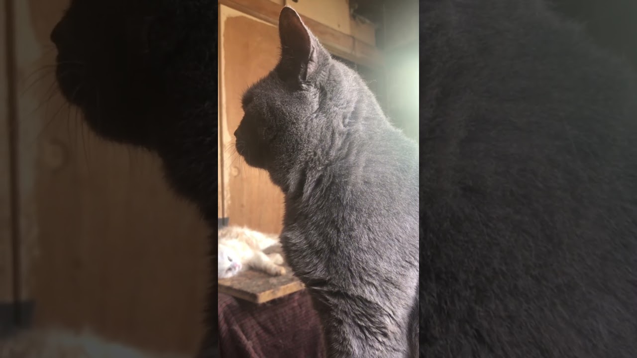 本日のエルミット