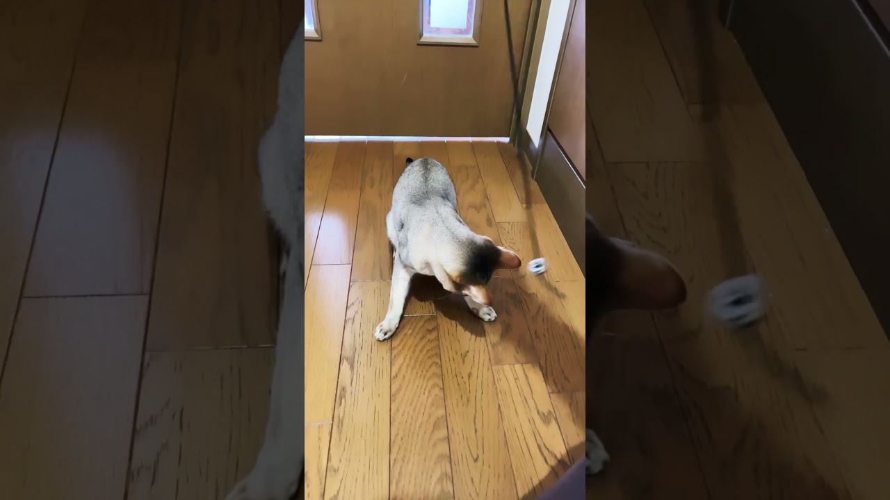 影で遊ぶ猫【シンガプーラ】 #shorts