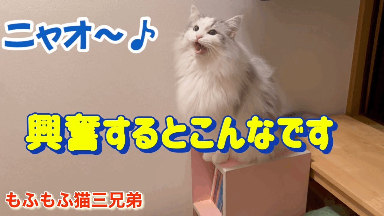 小さい虫に大興奮でニャー♪ニャー♪捕まえようと必死なラガマフィン猫