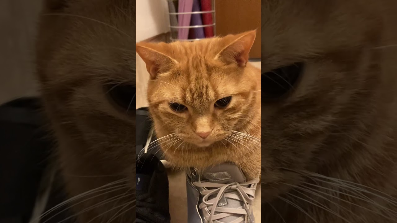 靴を履く猫 何故靴を履くのか アメリカンショートヘア れん cat