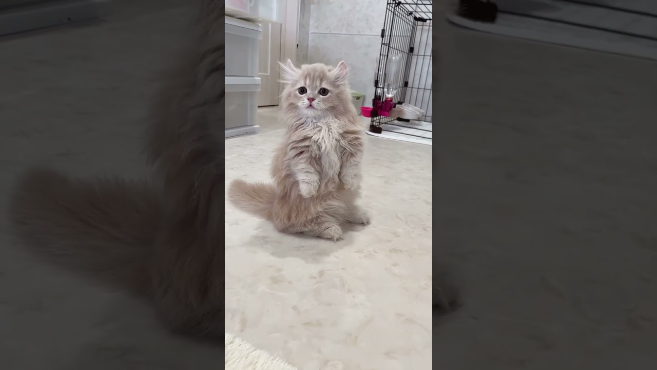 短足キンカローのマンチ立ち♡