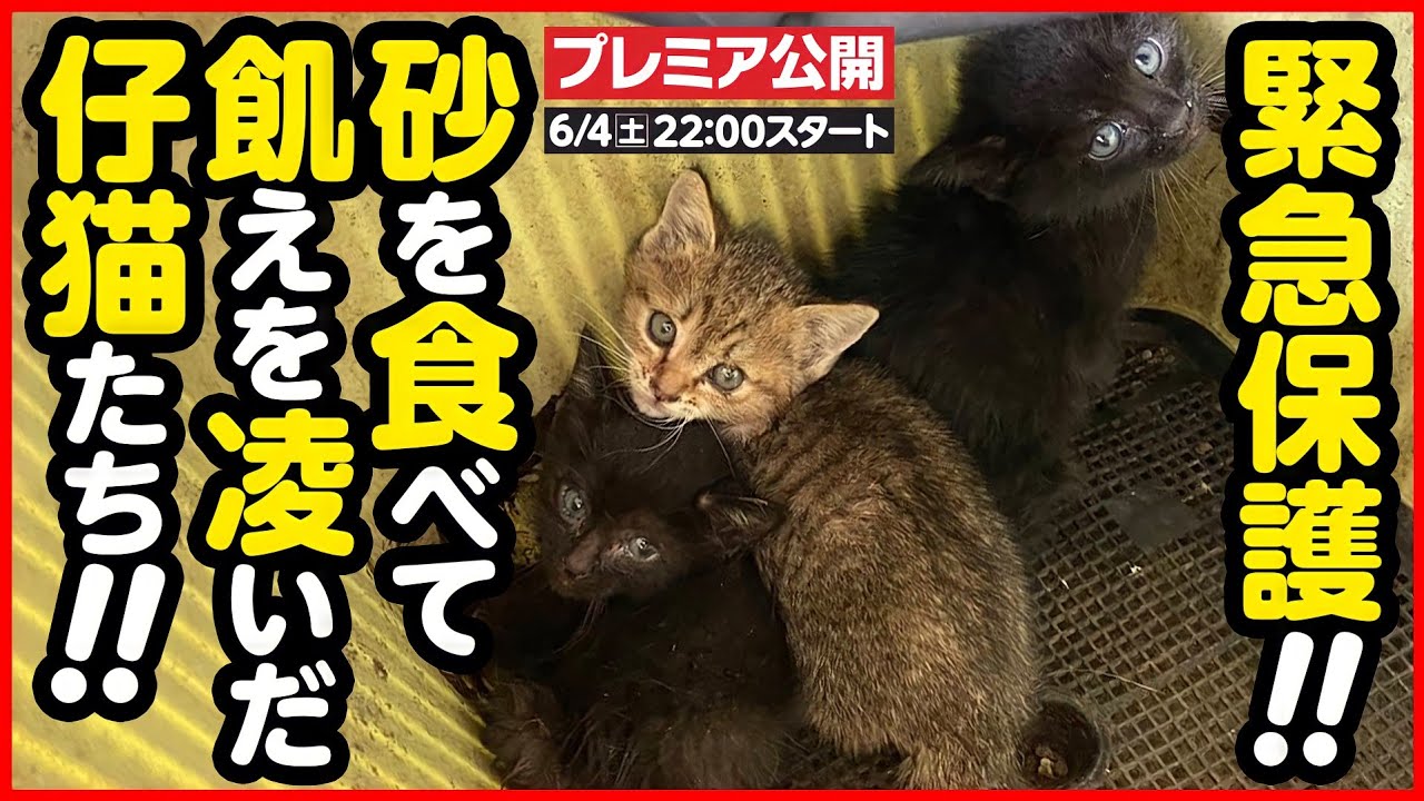 【子猫 保護】ただ生きたいだけなのに...衰弱していた子猫を緊急保護しました
