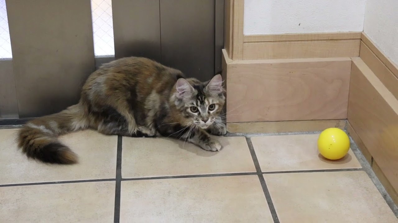 ボールが大好きなメインクーン子猫イドゥナちゃん