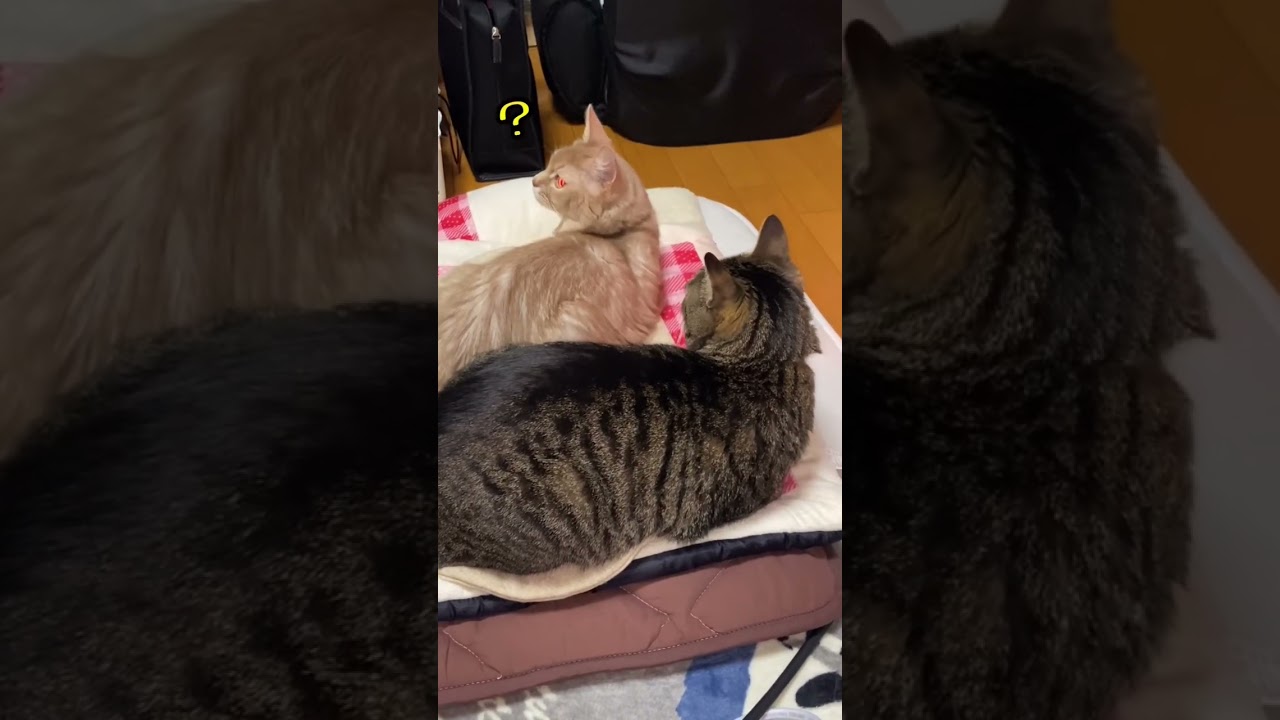 仲良い日#shorts #ねこ #ソマリ#キジトラ