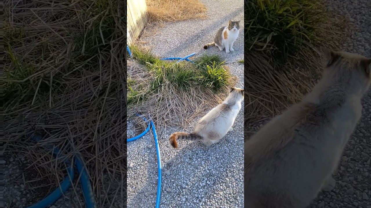 【けみぽい】 #猫動画 #三毛猫 #シャム猫ミックス #short