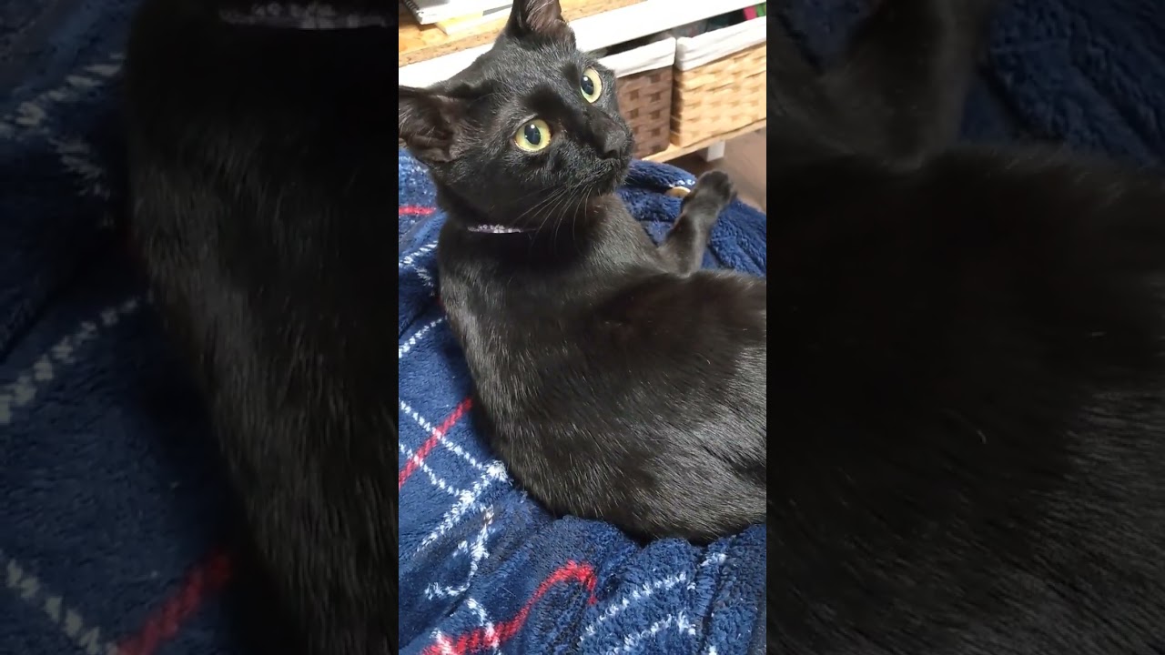 大好きな奥様が帰ってきた！【つぶ】 #猫のいる暮らし #黒猫 #cat #保護猫