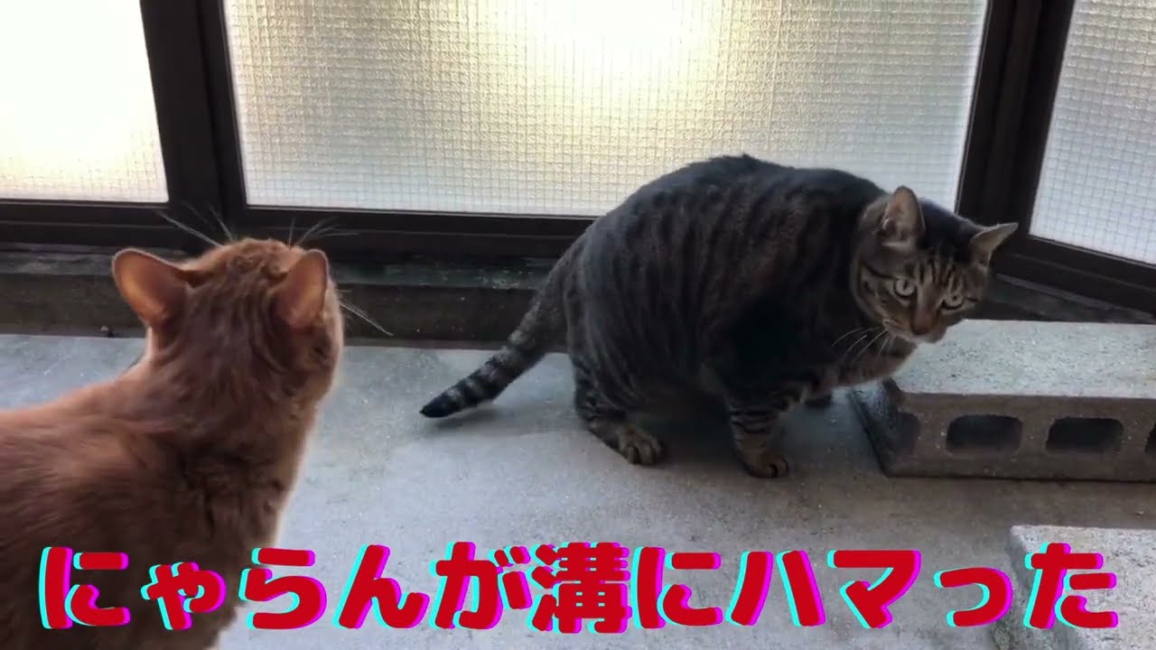 【ハプニング】巨大猫にゃらんが溝にハマった★【日本猫のにゃらん】