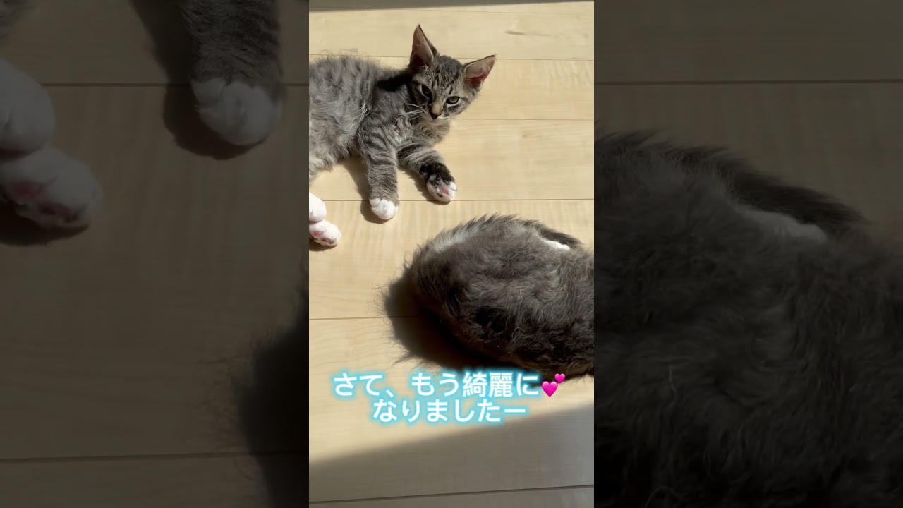 ラパーマ子猫ちゃん兄弟♥️ 【お問合せ詳細は説明欄に記載あります】 #ブリーダー直販 #ラパーマ #猫 #子猫 #子猫販売 #マンチカン #スクーカム #ミヌエット #ブリーダー #埼玉県