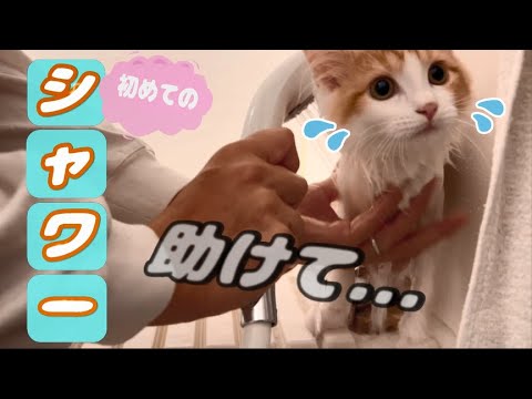 シャワーを我慢する子猫がこちらです【スコティッシュフォールド】