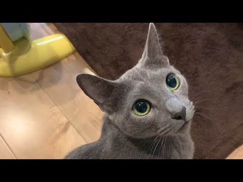 【ロシアンブルー】丸めたティッシュで遊んでみた　#Shorts