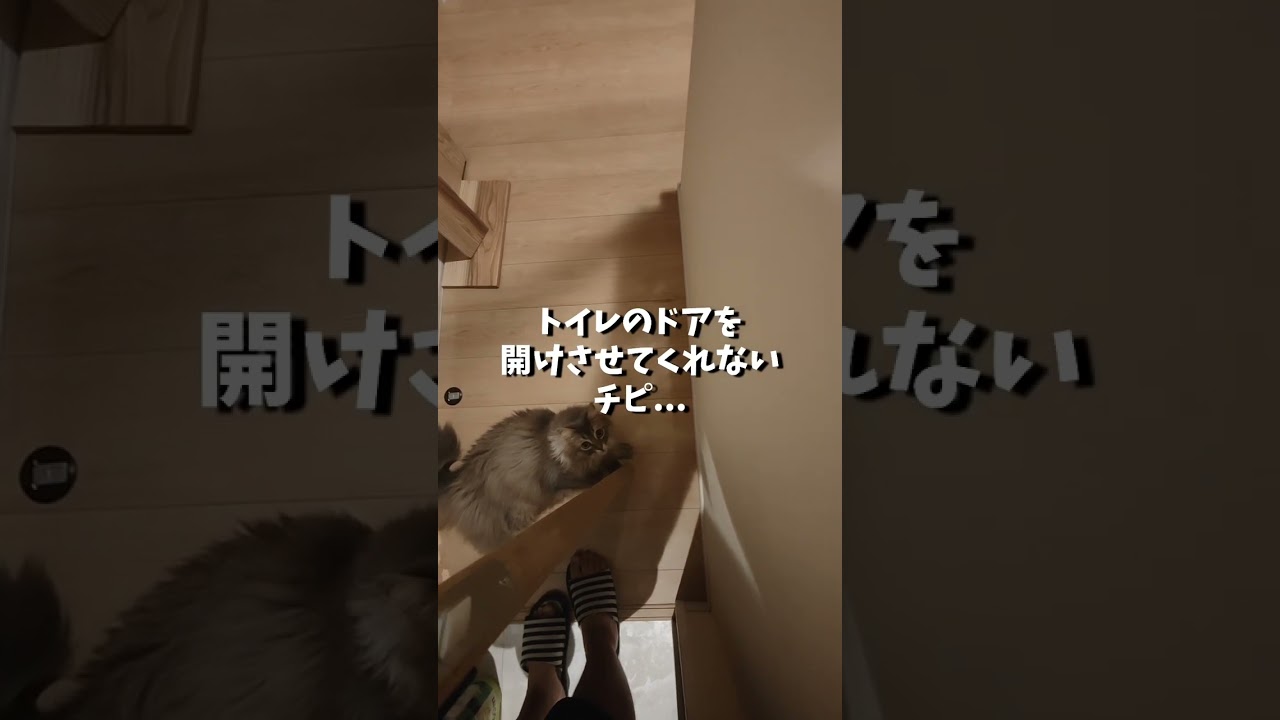 とぼけた顔で出口塞いでる猫がかわいい。【サイベリアンのラフィ】#shorts
