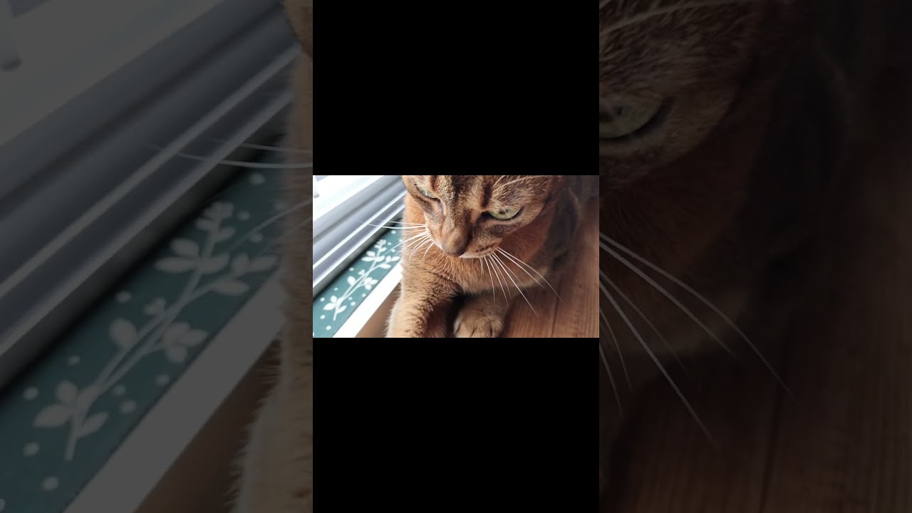 ネコ動画あび＃1614　#shorts　あびの毎日　アビシニアン　あび