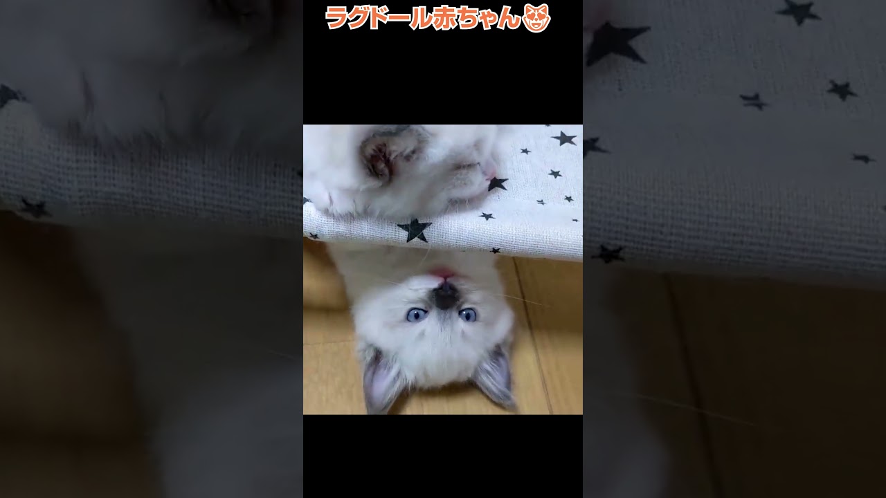 ラグドールの赤ちゃん❤️🐈横浜 子猫専門ブリーダー「律子の部屋」 #shorts #ラグドール#猫のいる暮らし