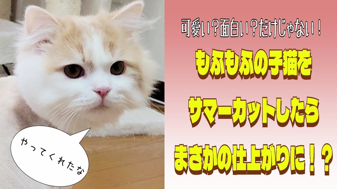 もふもふの子猫をサマーカットしたらまさかの仕上がりに！？#ラガマフィン #癒し #猫動画 #サマーカット