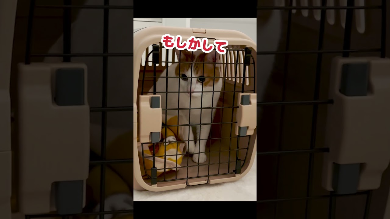 本当はめちゃくちゃ怖かった猫 #Shorts