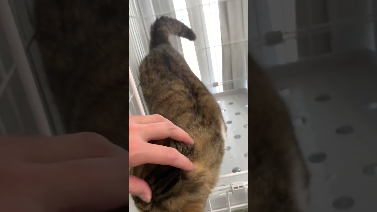 🧑‍🦱#スコティッシュフォールド #すこてぃっしゅふぉーるど #トム #猫 #ねこ動画 #ねこかわいい #猫のいる暮らし #ねこ部 #猫になりたい #いやし #ペットモデル大募集 #shorts