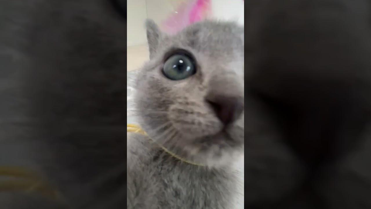 ロシアンブルー 人の膝の上が大好き♡