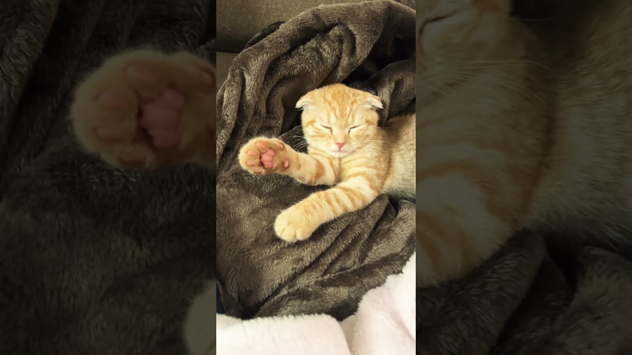 あざとい子猫 #スコティッシュフォールド折れ耳 #かわいい猫 #子猫 #可愛い動物