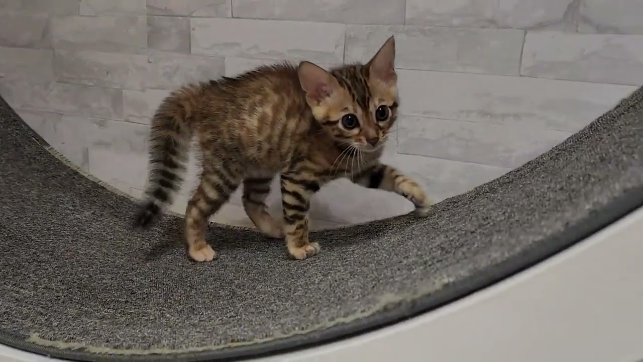 ベンガル ブラウンスポテッドタビーの女の子💓活発でキュートなお顔のおんにゃの子です。