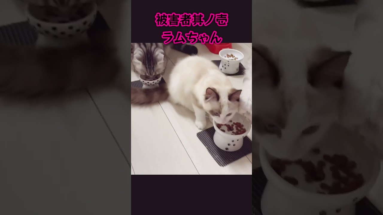 【猫動画】ラグドールの仔猫が気持ちええほど図々しい⚡️😈#shorts #cat#猫#アメリカンショートヘア #ペルシャ猫 #ラグドール ❤️‍🔥