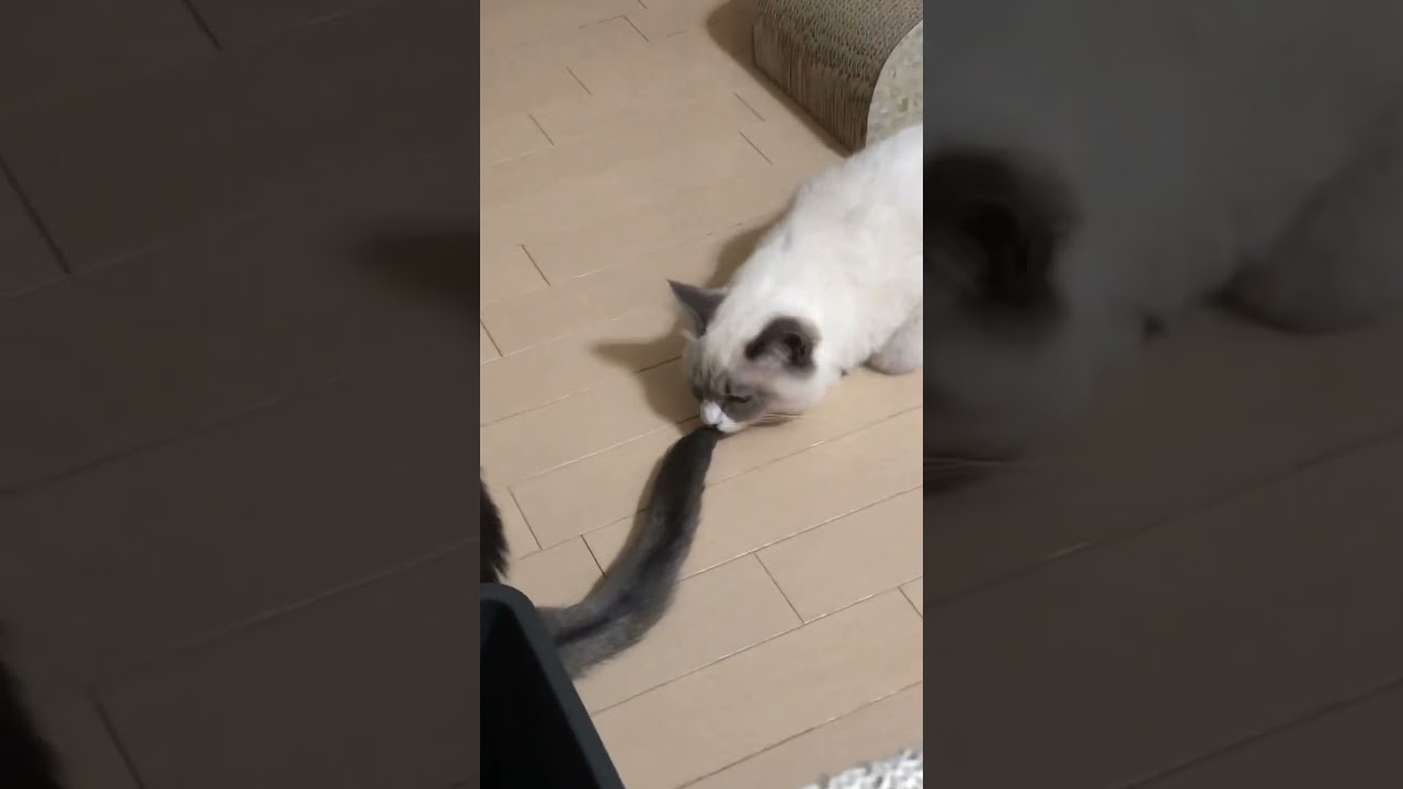 うちの子達 #shorts #猫動画 #アビシニアン #サイベリアン #cat #まな猫