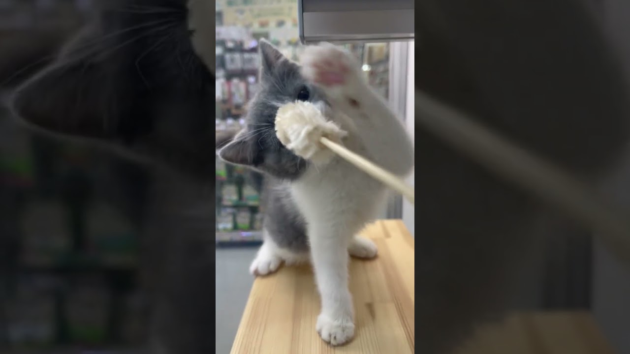 2023年1月22日生まれのブリティッシュショートヘアーの女の子が入園しました♪