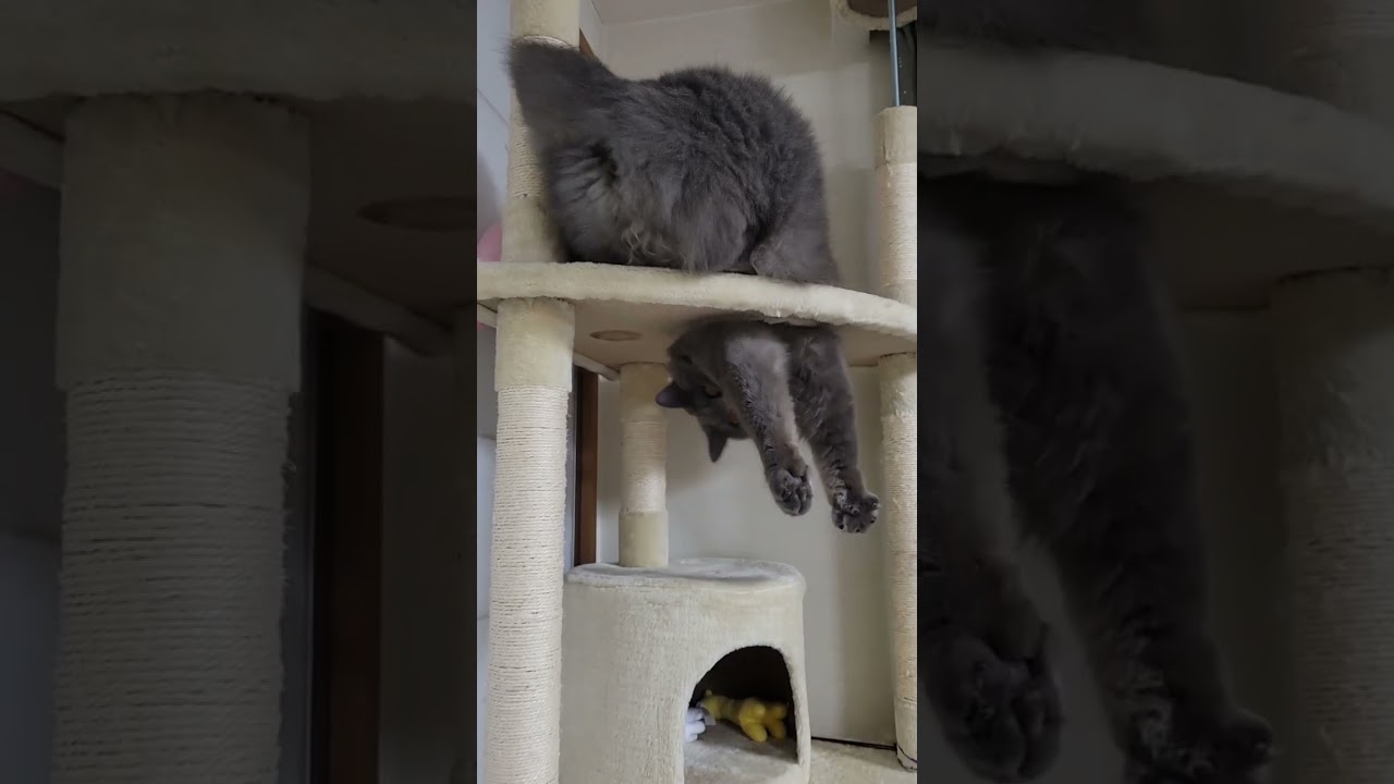 悶々とした気持ちを必死で抑える猫【サイベリアン・キキのKIKICHANNEL】#サイベリアン #猫 #shorts