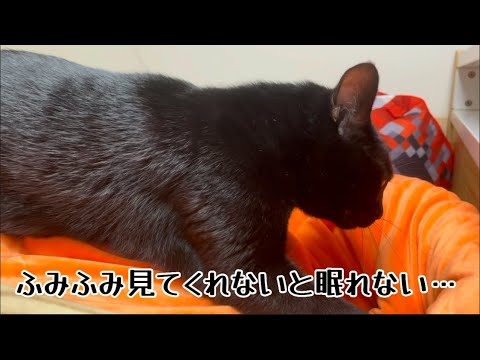 誰もいない部屋で黒猫が鳴く理由