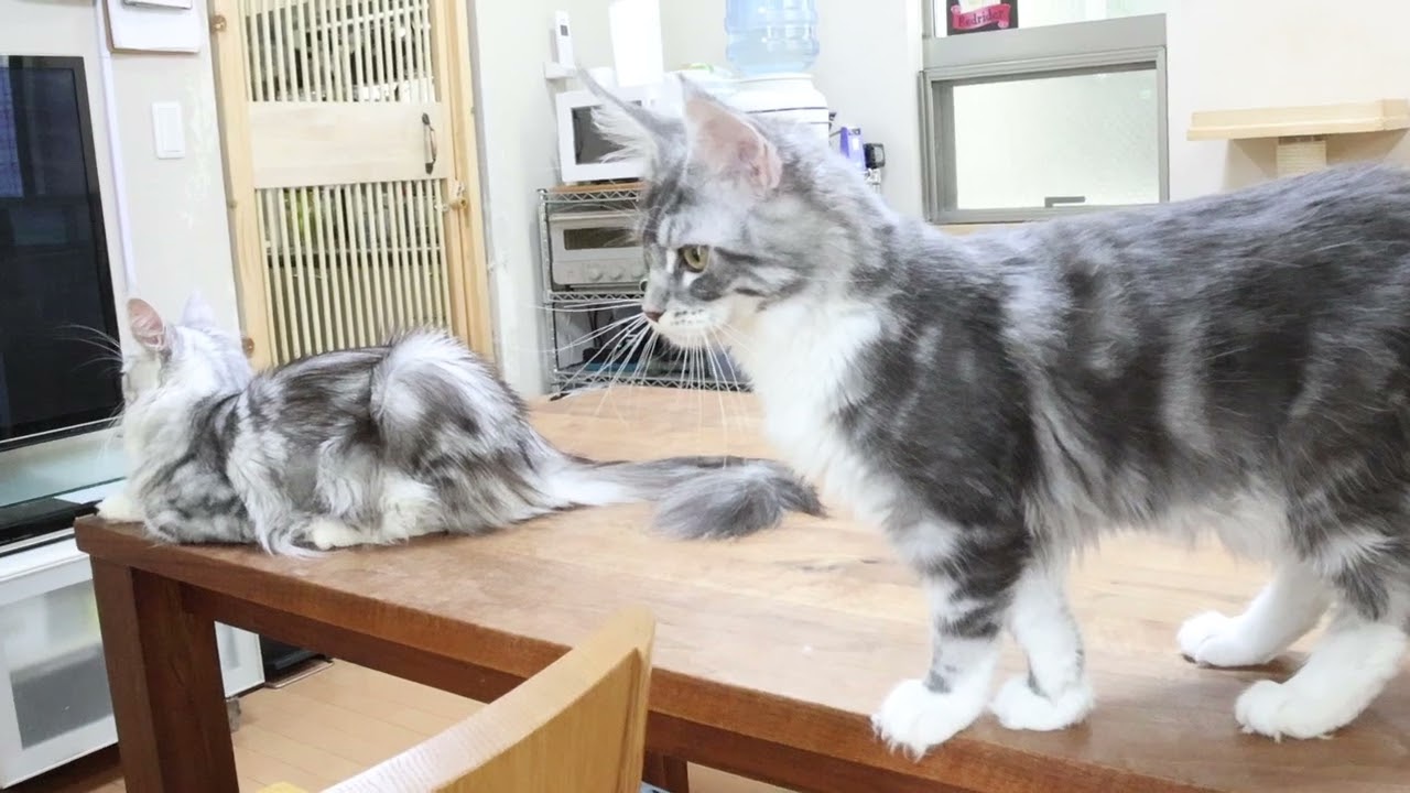 イタズラ大好きメインクーン子猫のマリアちゃん