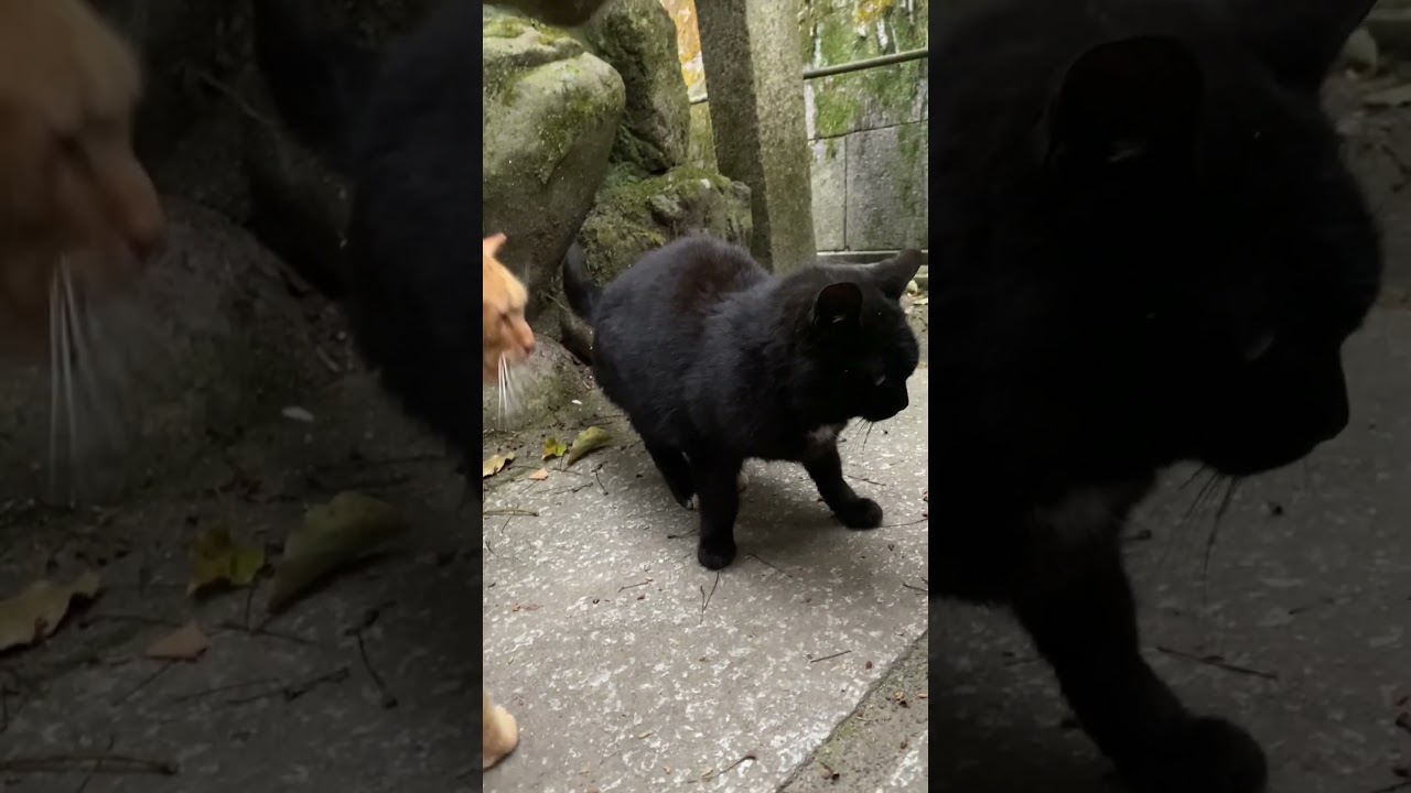 【伏見稲荷】交代で撫でられに来る黒猫ソックスと茶トラ猫ランガー　A black cat and a brown cat take turns to be stroked