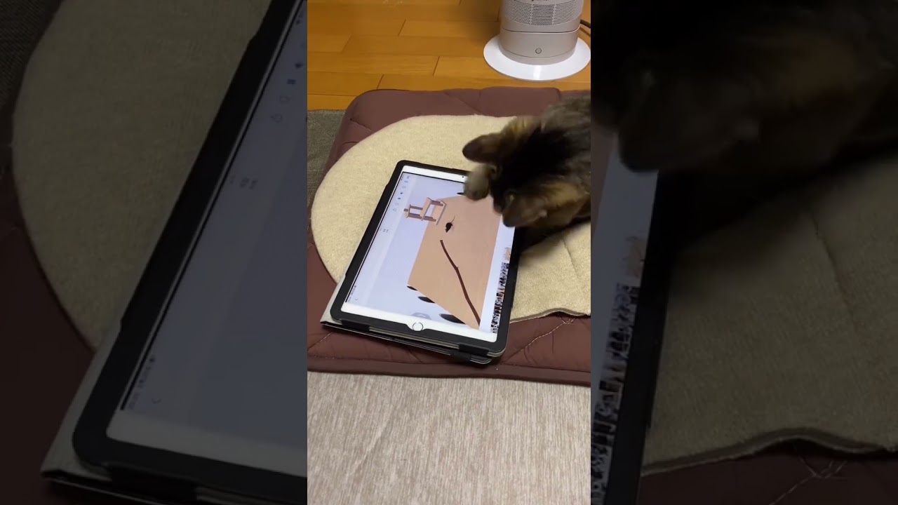 iPadと猫#shorts #ねこ #キジトラ#ソマリ