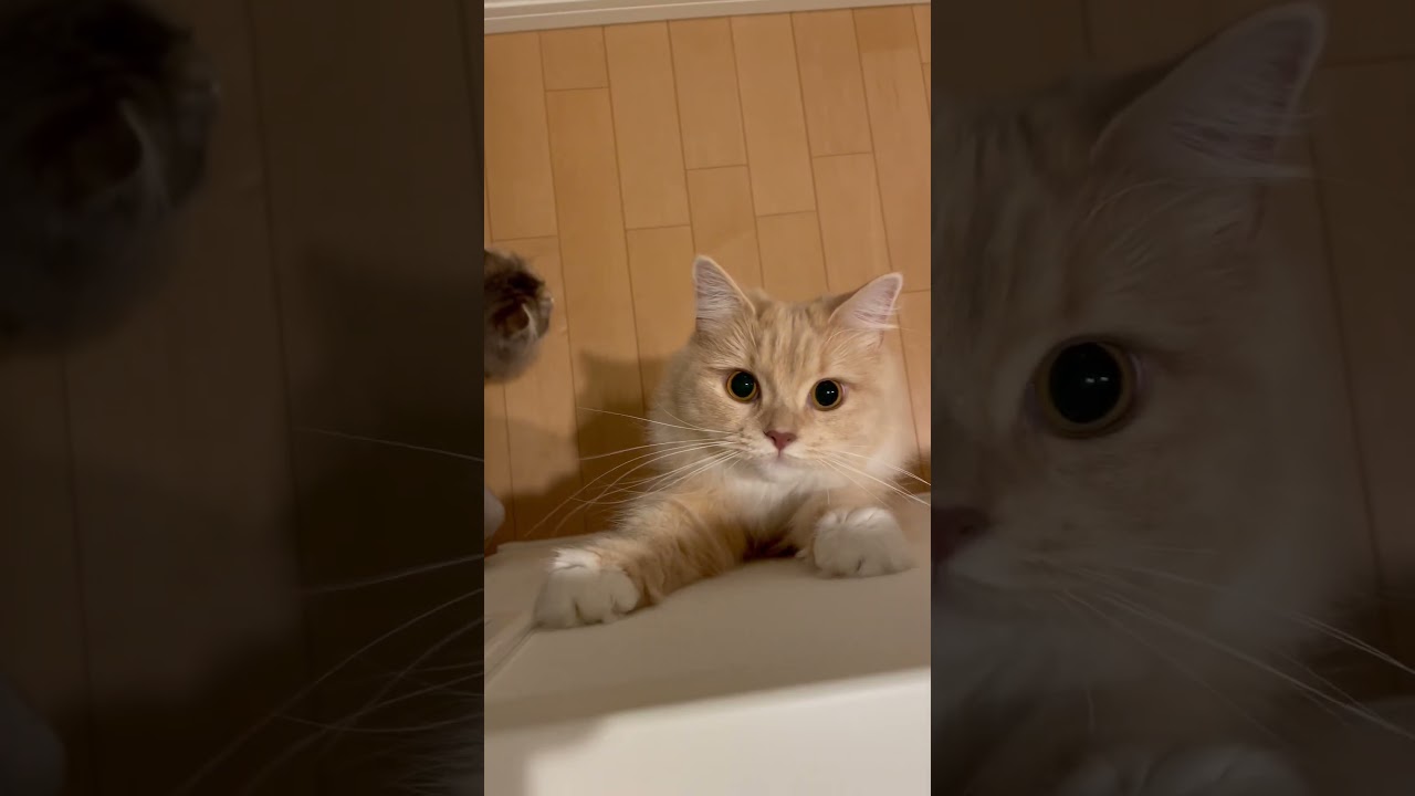 ジャンプを誘ったのにやる気のないラガマフィン #ragamuffin  #猫のいる暮らし #猫動画