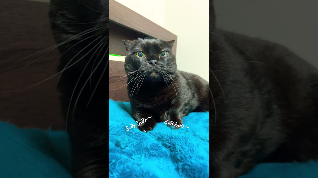 【黒猫マンチカン】ニーヨたん 久しぶりの… #shorts #short #shortvideo #munchkin #blackcat #短足 #短足マンチカン #癒し #のんびり #ふみふみ