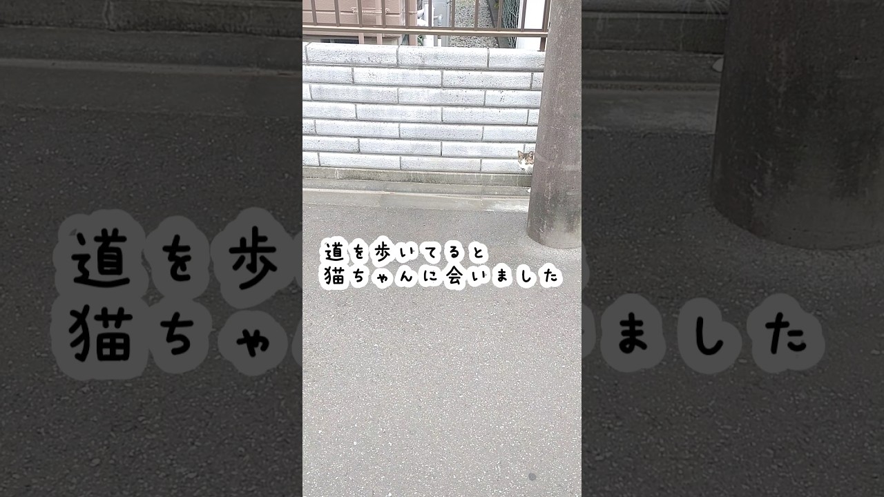 【猫】猫の散歩　#shorts#猫#のら猫#日本猫#ねこさん #ねこ #のらねこ #猫の散歩 #散歩する猫 #散歩猫#お散歩猫 #雑種猫 #ねこのきもち