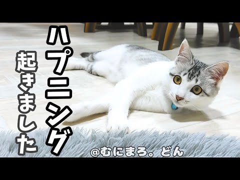 子猫が突然口から出血してしまいました。
