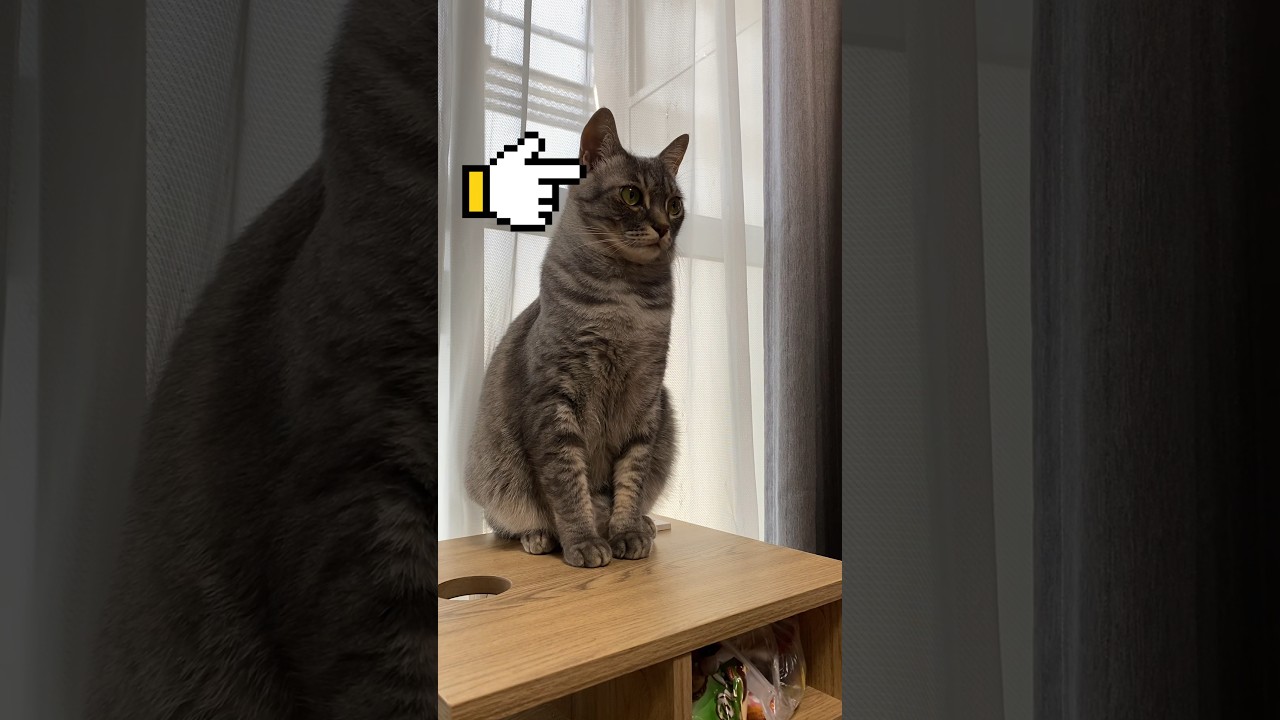 スコティッシュフォールドだと思いますか? #cat