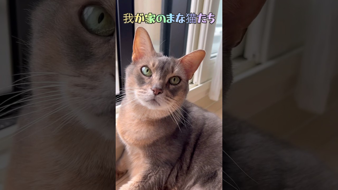 まな猫たち #shorts #猫動画 #ノルウェージャンフォレストキャット #アビシニアン #サイベリアン #cat #まな猫