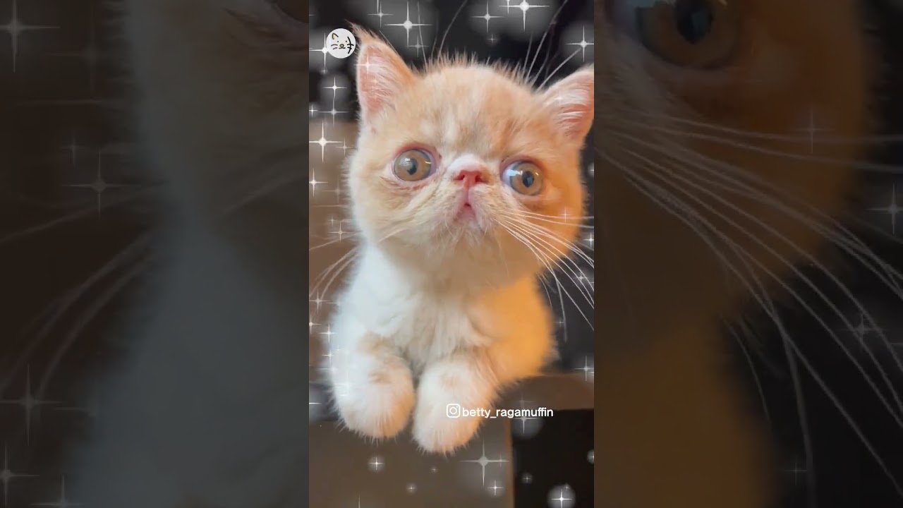 天使降臨！エキゾチックショートヘア猫「わちゃまるくん」🐈 #猫王国 #shorts #猫のいる暮らし