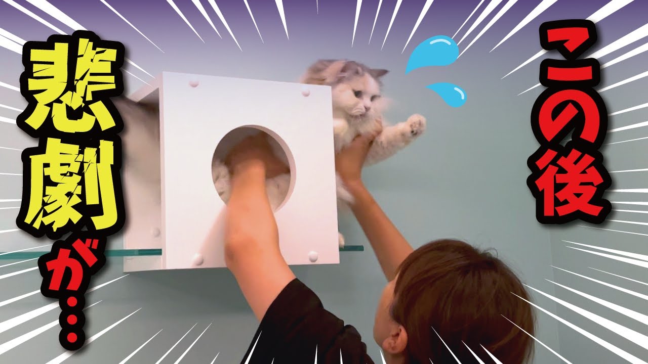 この３秒後、ガチでとんでもない事が起きてしまいました…【関西弁でしゃべる猫】