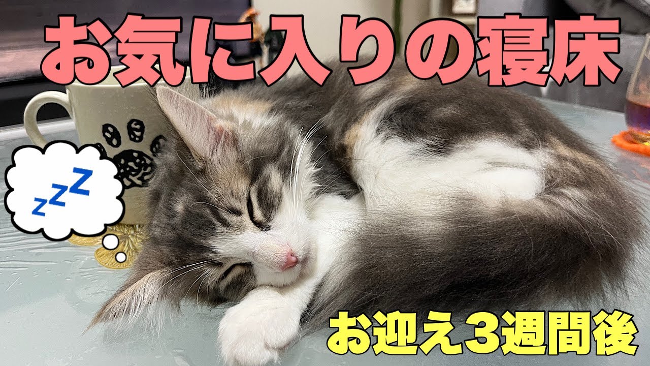 お気に入りの寝床を見つけた子猫【ノルウェージャンフォレストキャット】