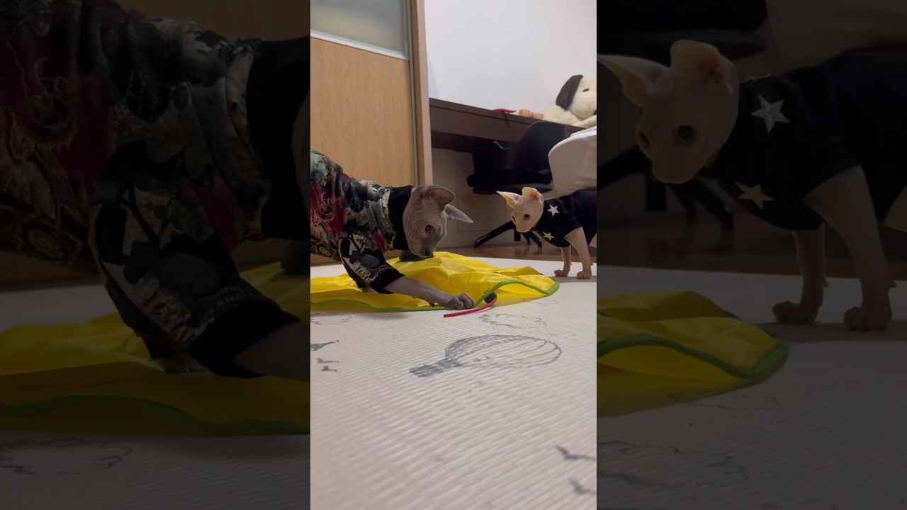 猫に大人気のおもちゃ【ベンガル スフィンクス猫】