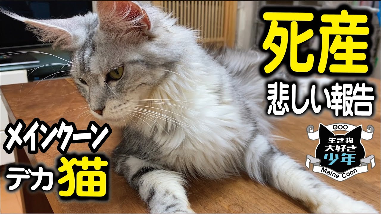 【悲しい報告】死産／メインクーン初産のメス猫