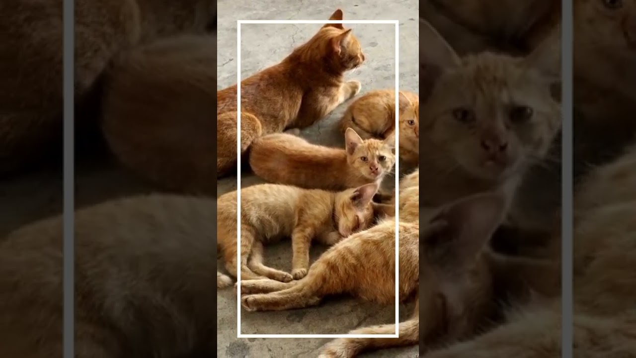 family of brown cat lying together #shorts #cutecat