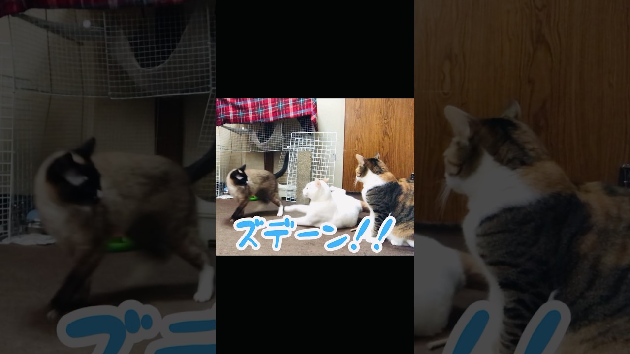 弟猫と妹猫のバトル🔥【シャムMIX】【三毛猫】